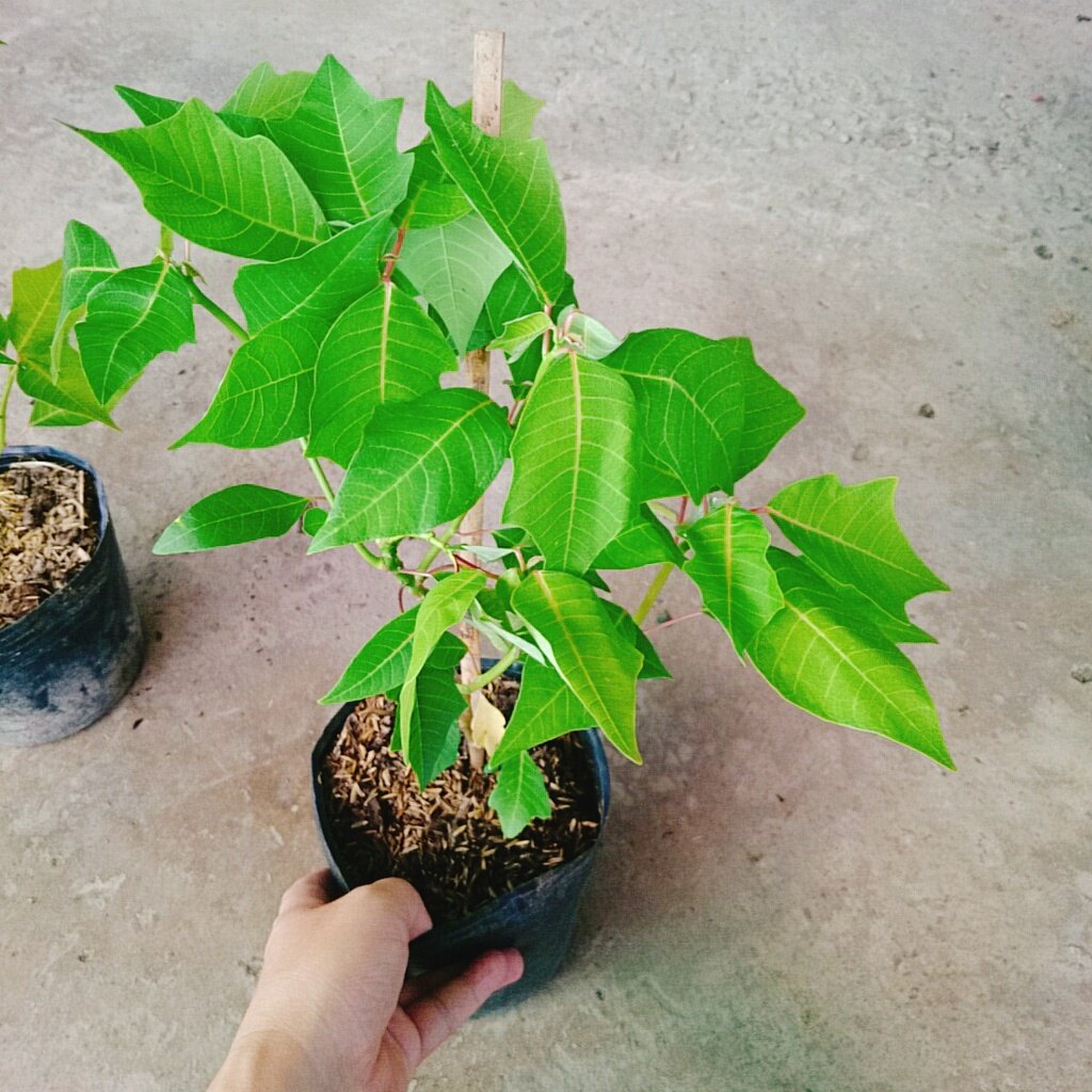 Cây Trạng Nguyên - cây cảnh để bàn