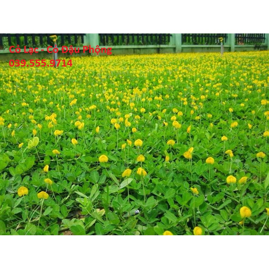Hạt Giống Cỏ Thảm Lạc Dại ( Đậu Phộng) 300 Hạt