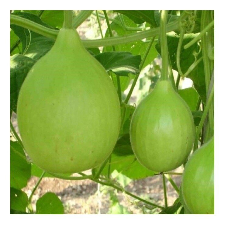 5 hạt giống bầu tròn