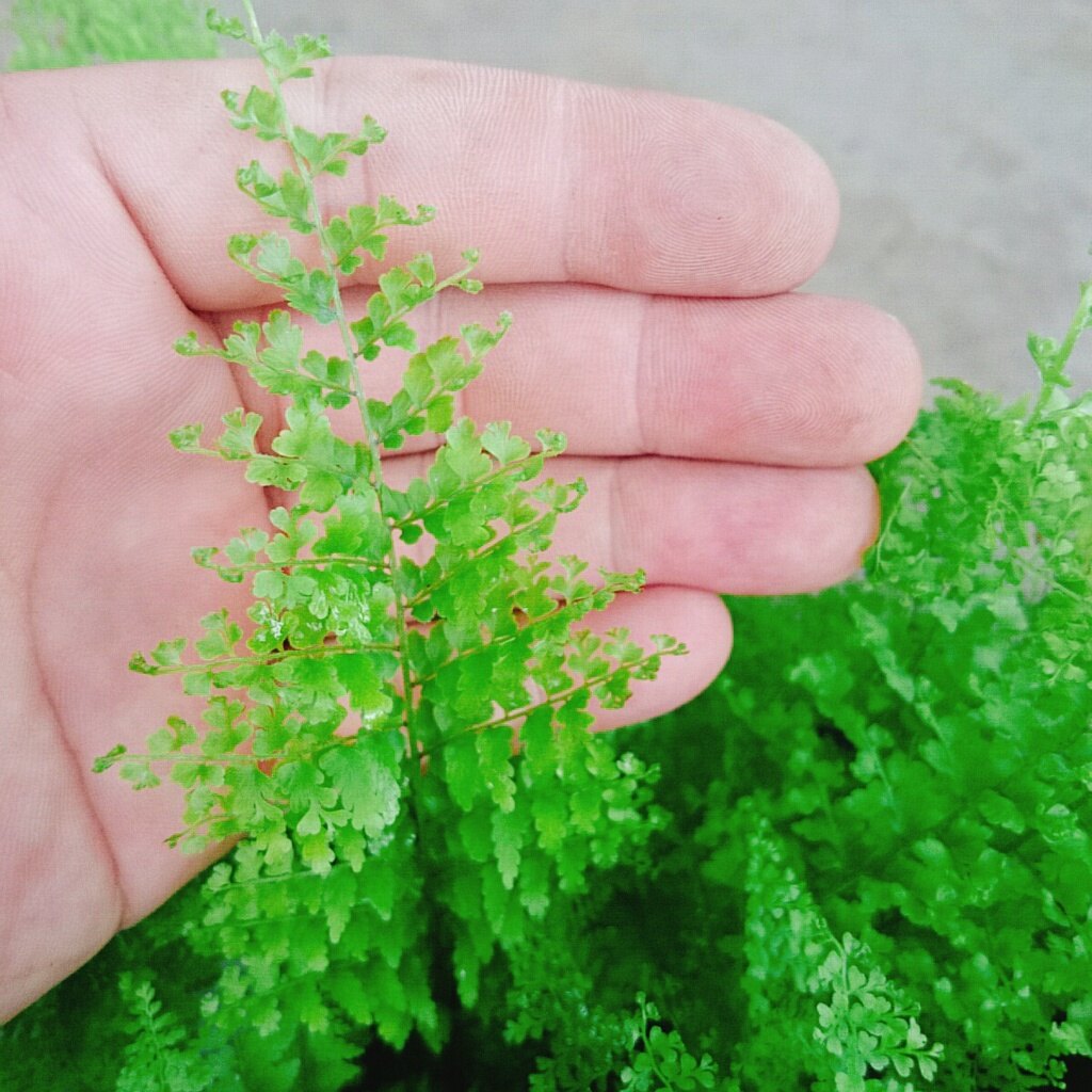 Cây Dương Xỉ Đá - dương xỉ lá nhuyễn