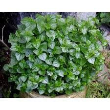 Hạt giống rau càng cua gói 0,5 gram