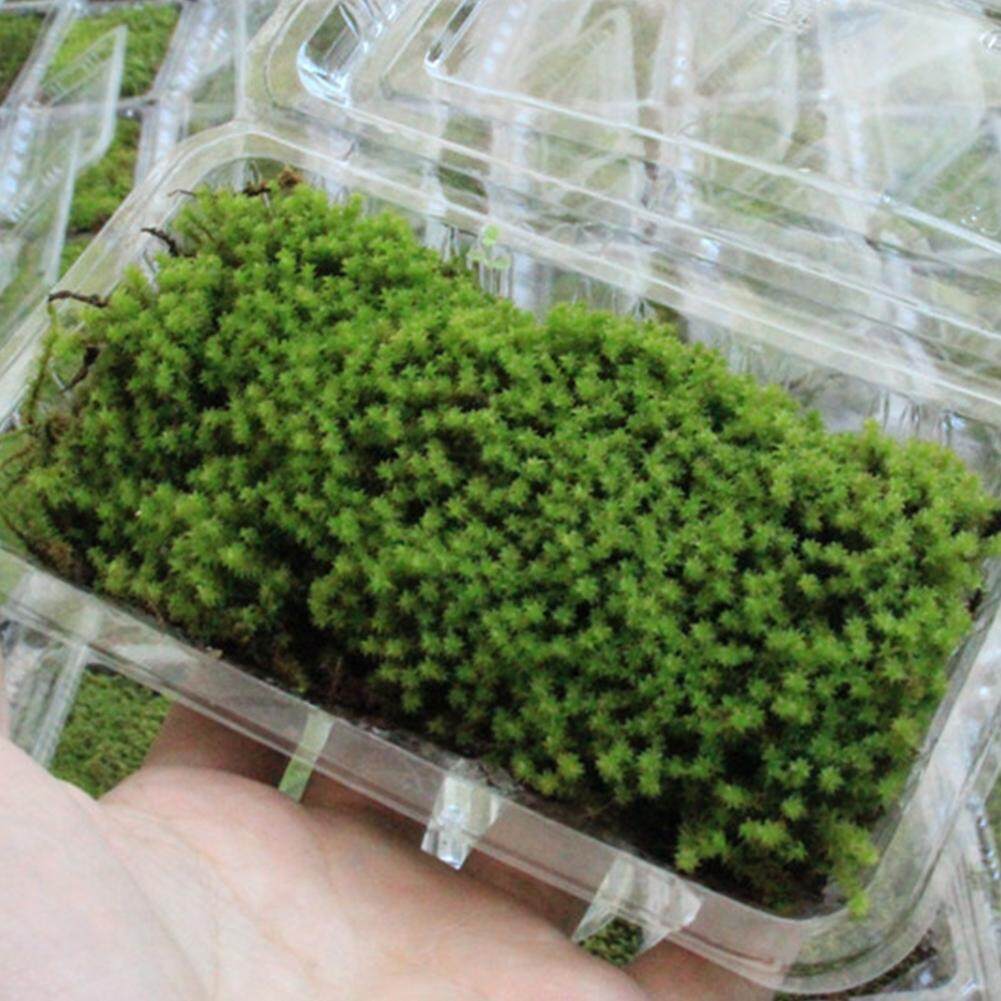Java Moss Carpet Carpet Vidalondon