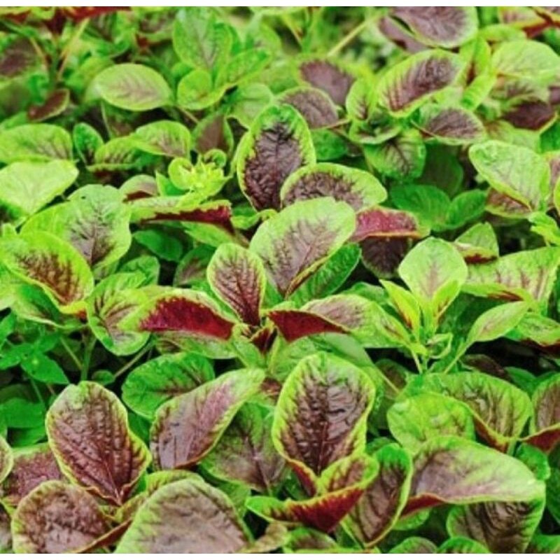 Hạt giống rau dền tía gói 20g