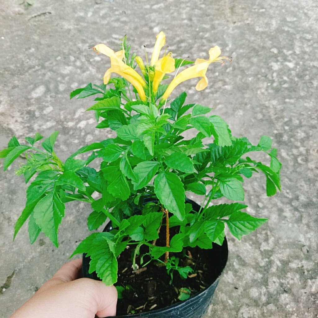 Cây Rạng Đông (Hoa Vàng) - cây cảnh sân vườn