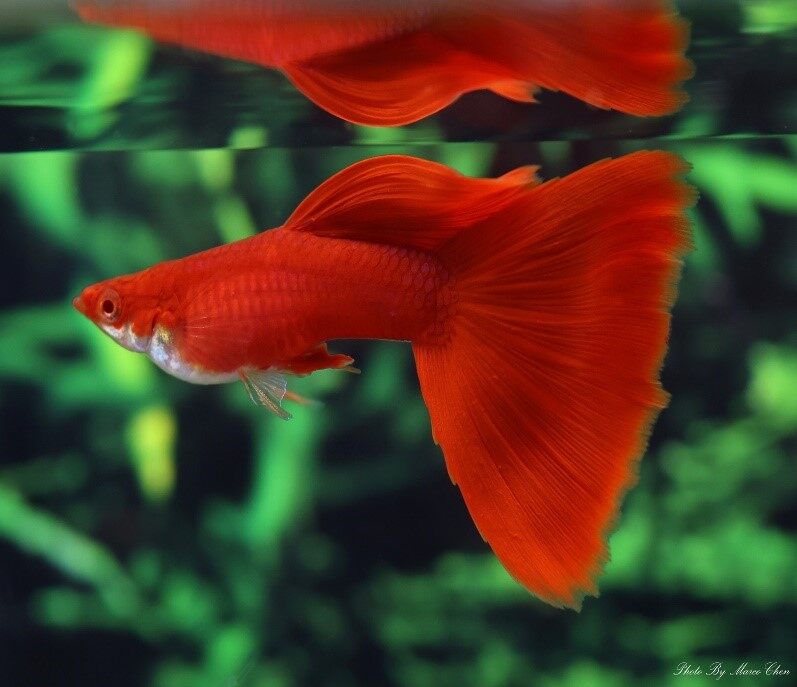 Albino Full Red Guppy Live Fish Aquarium Lazada