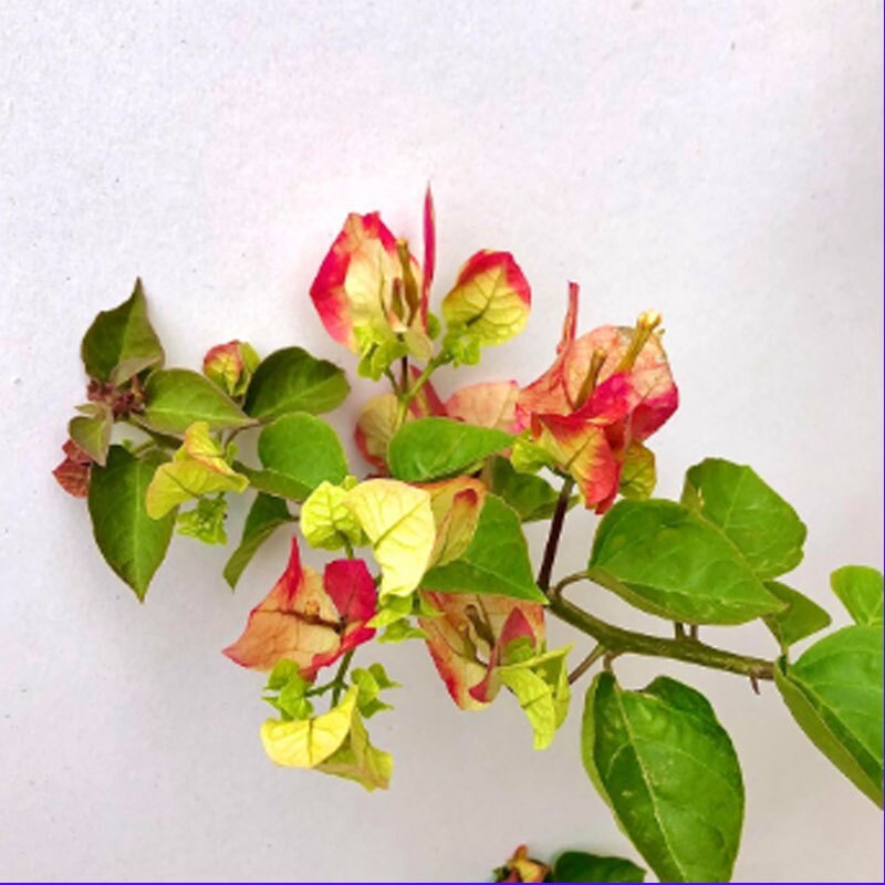 Cây hoa giấy đổi màu Ấn Độ - cây cảnh để bàn