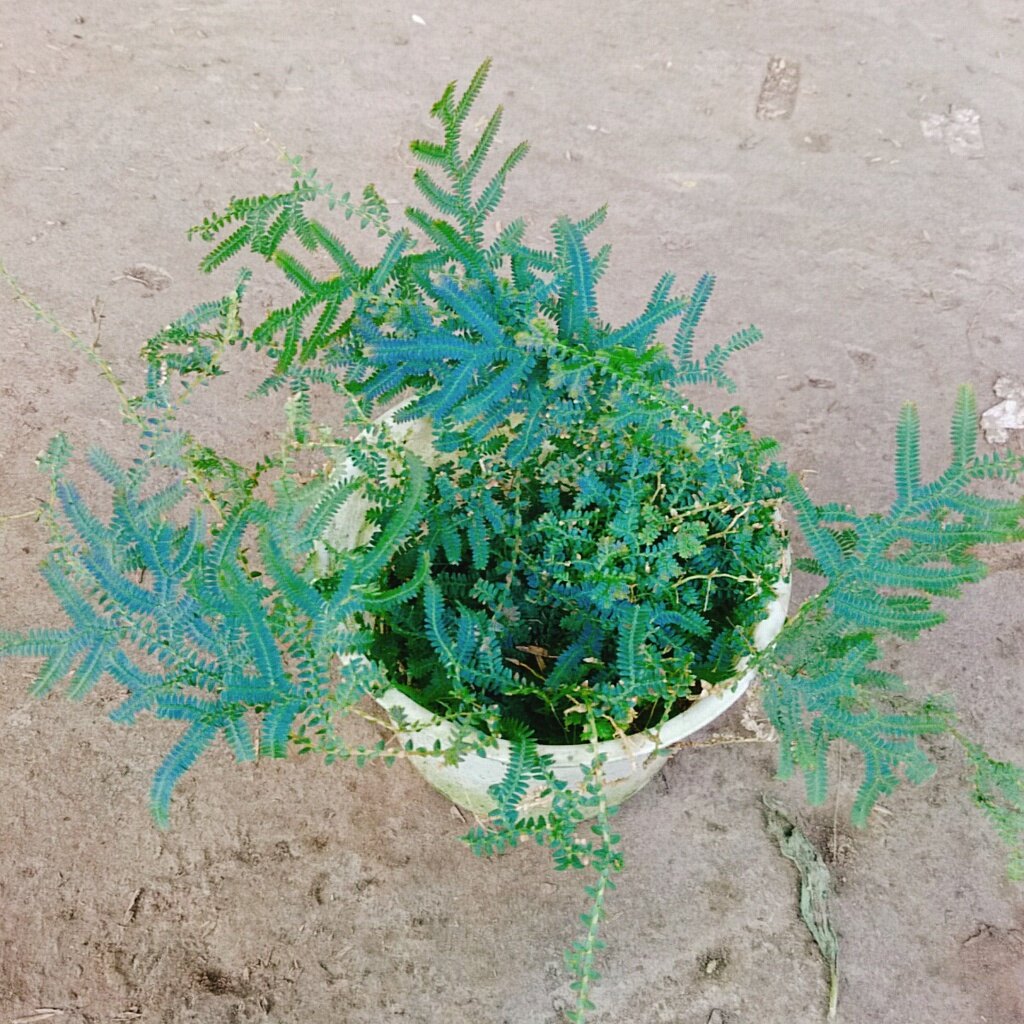 Cây Dương Xỉ Dạ Quang - cây cảnh để bàn