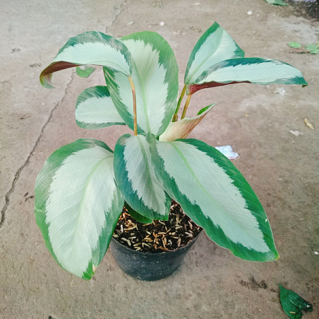 Cây Đuôi Công Trắng - Đuôi Công Lá Bạc