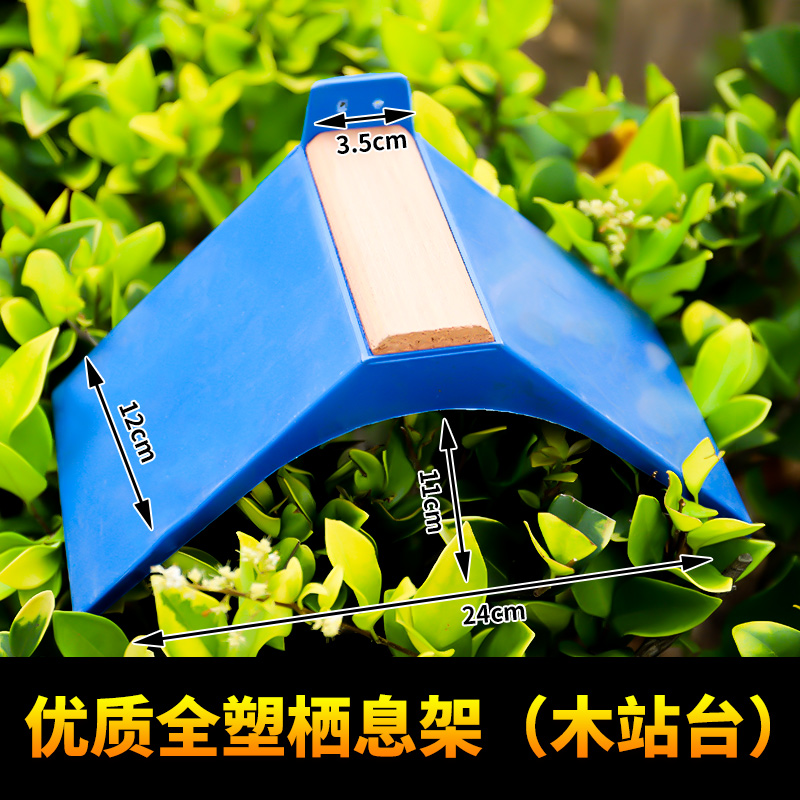 racing pigeons supplies