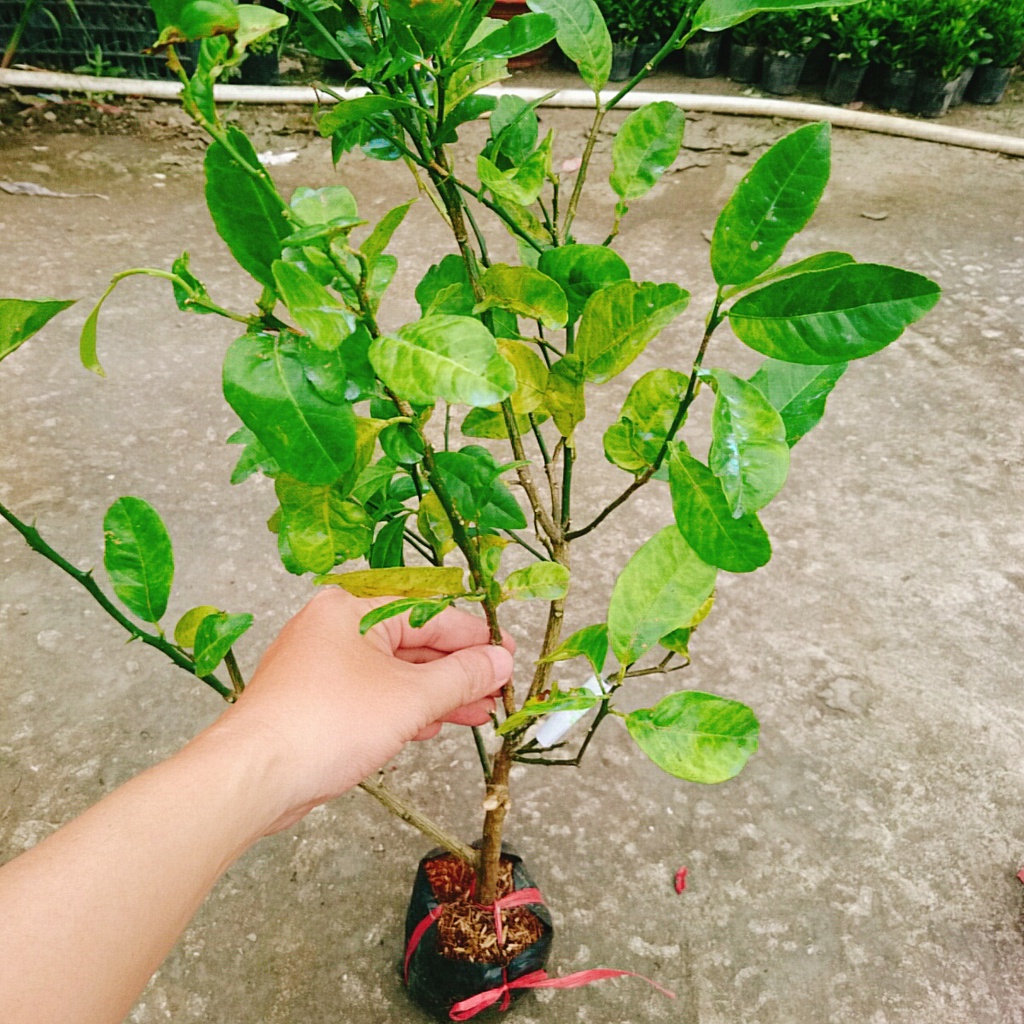 Cây chanh đào - rất thơm, mọng nước, ruột hồng