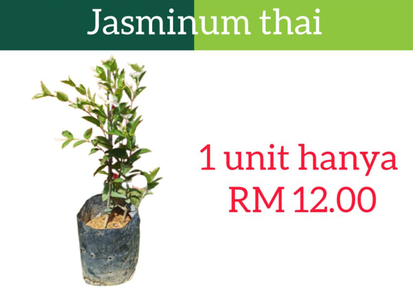 JASMINE THAI FLOWER PLANT Lazada
