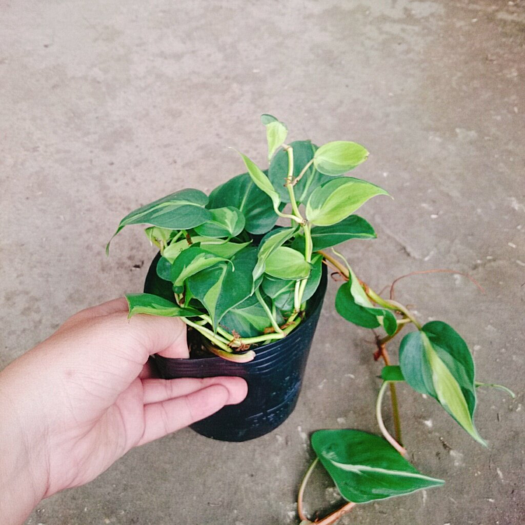 Trầu bà Brazil ( Philodenron Brazil )