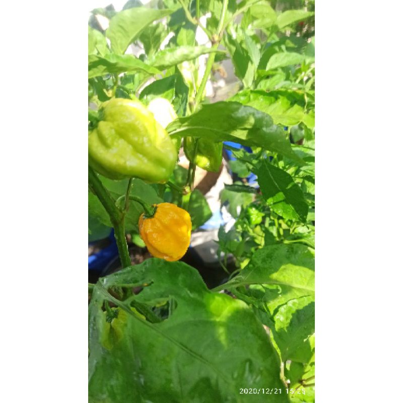 MA300 GÓI 5 HẠT ỚT HABANERO VÀNG ( LEMON HABANERO)
