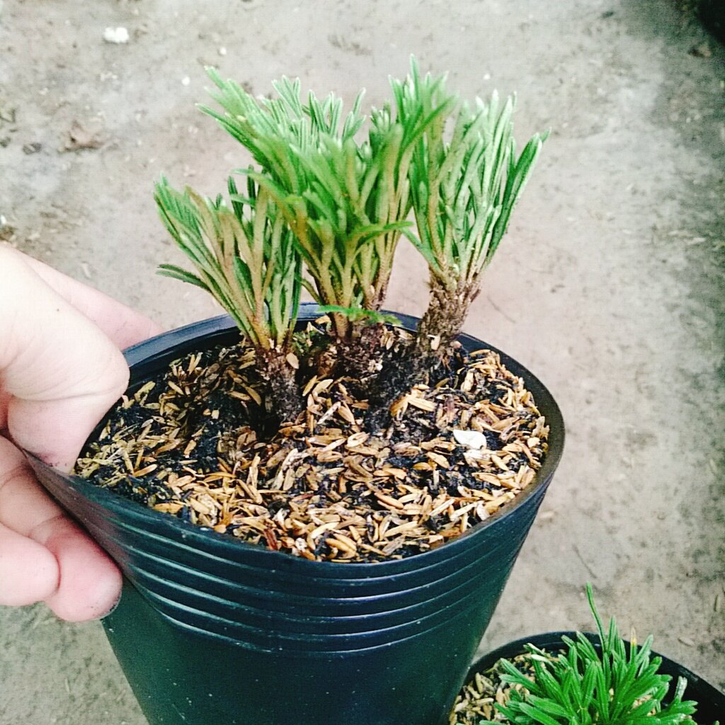 Cây Trường Sinh Thảo - cây cảnh bonsai
