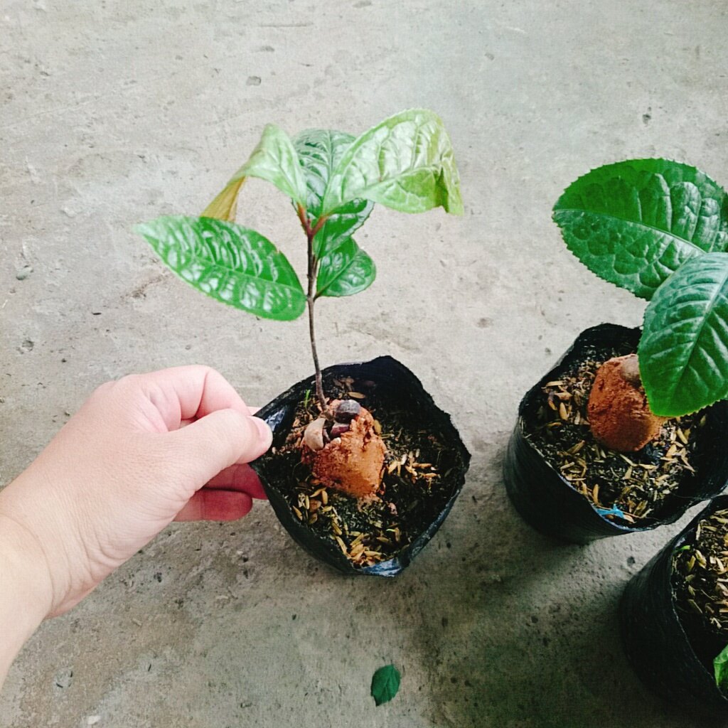 Cây trà hoa vàng - chè hoa vàng