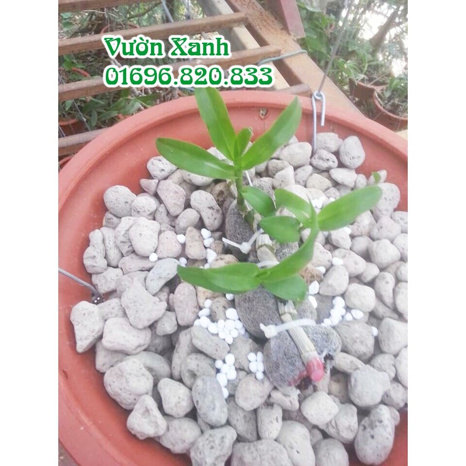 Đá bọt nhẹ, thoáng, giữ ẩm rất tốt cho lan size 1-2 cm