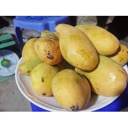 Cây giống xoài thanh ca.