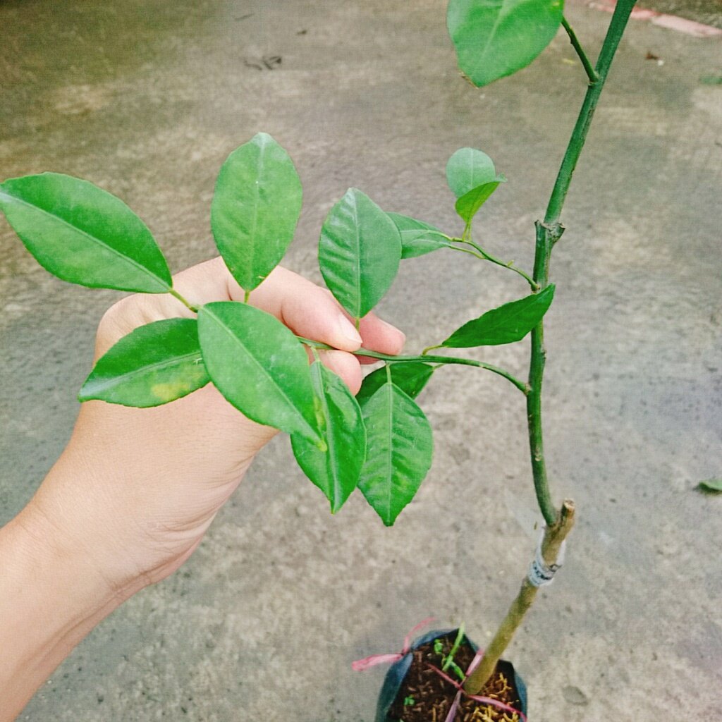 Cây Quýt Đường - cây ăn quả