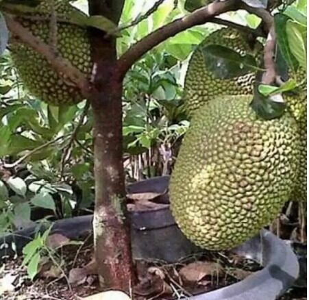 Malaysia Stock Fast Shipping cempedak durian/ pokok cempedak / pokok ...