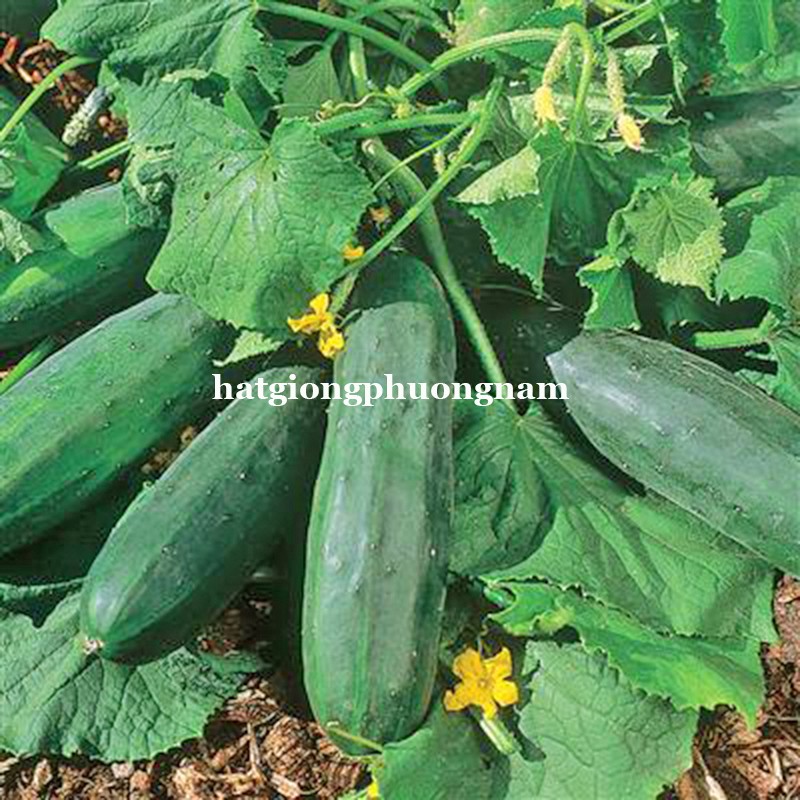 Hạt giống dưa chuột bụi 60 cm giòn ngon 10 hạt