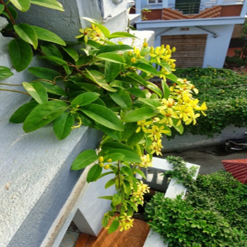 Cây Mai Hoàng Yến ( Kim đồng leo )