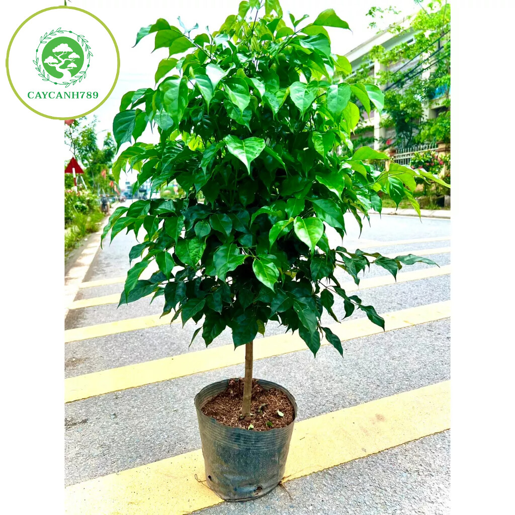 Cây hạnh phúc 1 thân dáng tree cao 1m (ảnh thật số 2)