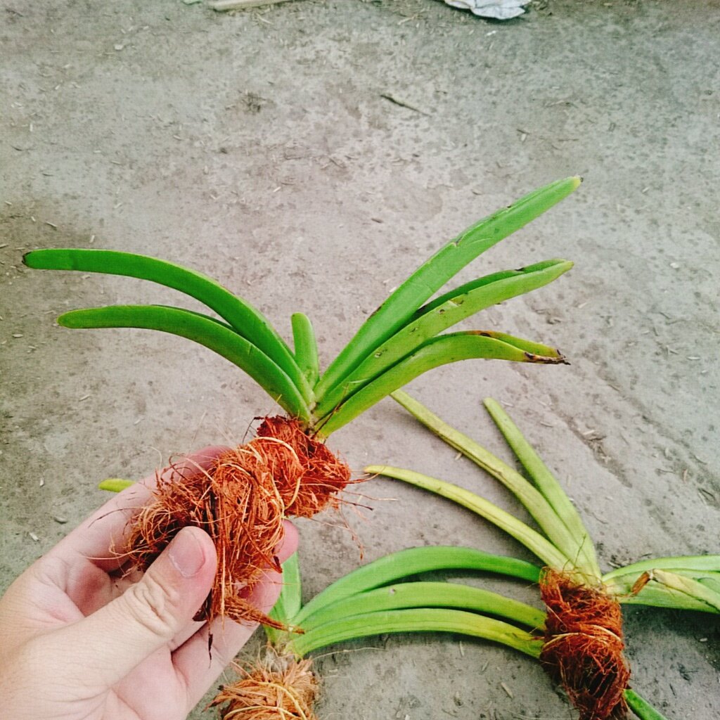 Lan Đuôi Chồn - cây cảnh đẹp