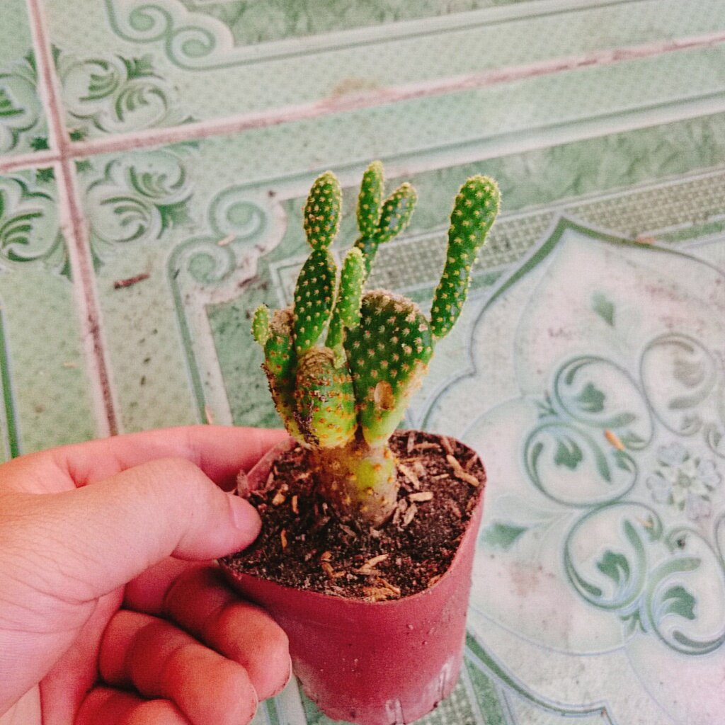 Xương Rồng  Thỏ - cây cảnh mini