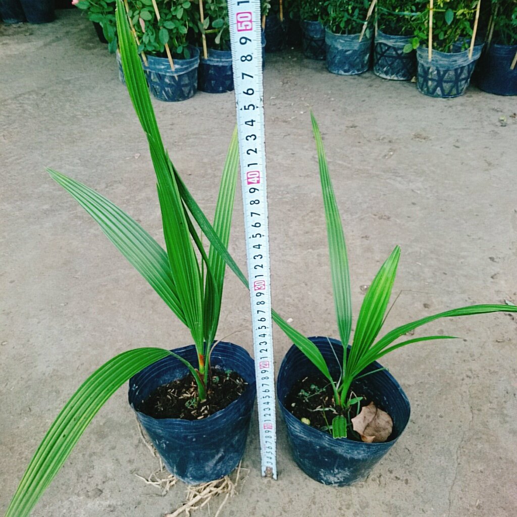 Cây Chà Là Trung Đông (Cây cao 30 - 40cm)