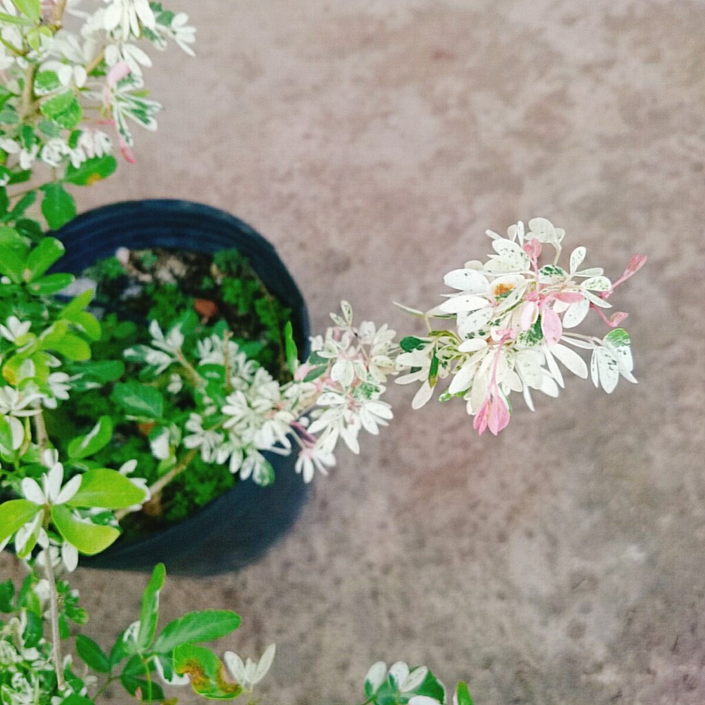 Cây me bonsai cẩm thạch - cây cảnh bonsai