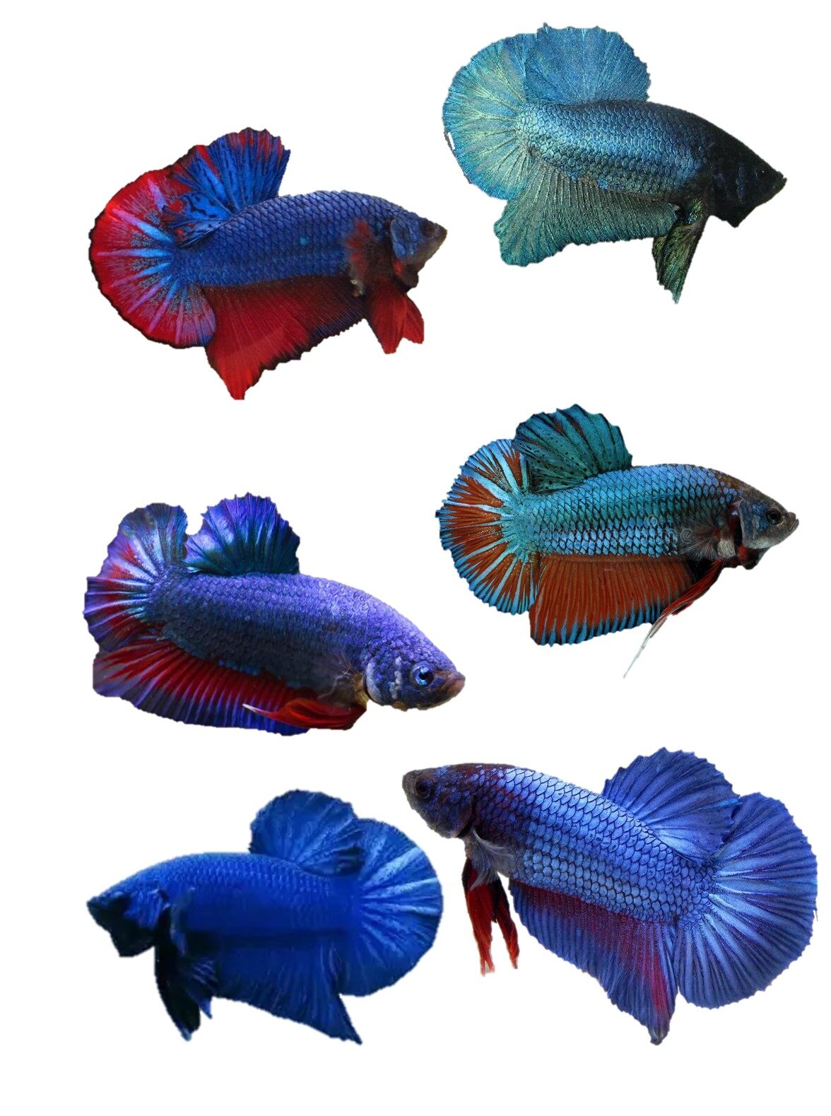 IKAN LAGA/ BETTA FISH/ FANCY HMPK JUNIOR (MALE/FEMALE) Random Pick | Lazada