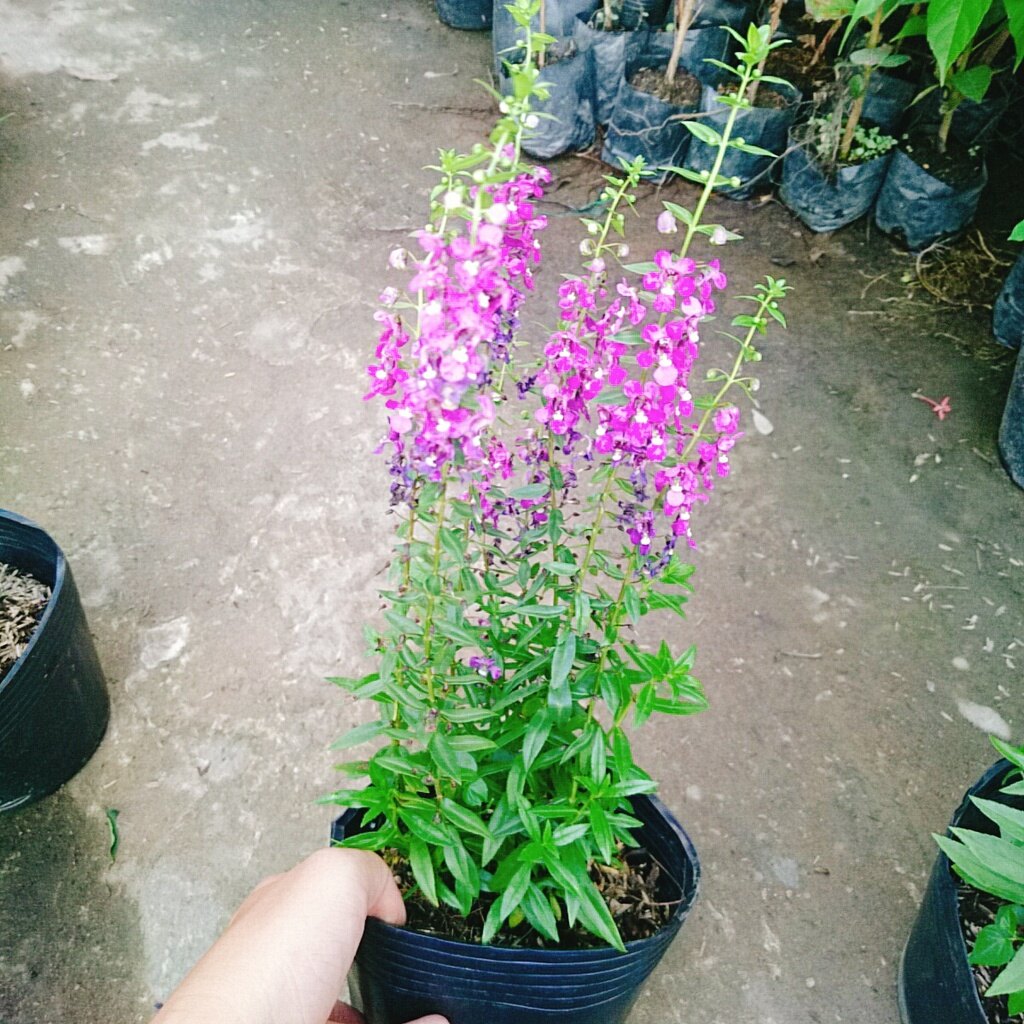 Cây Hoa Phi Yến - cây cảnh đẹp