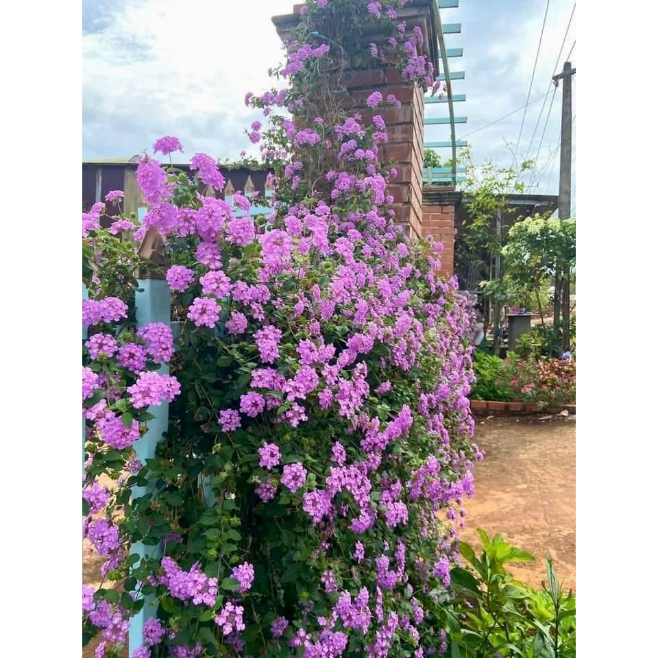 Cây ngũ sắc tím rủ trưởng thành đang hoa