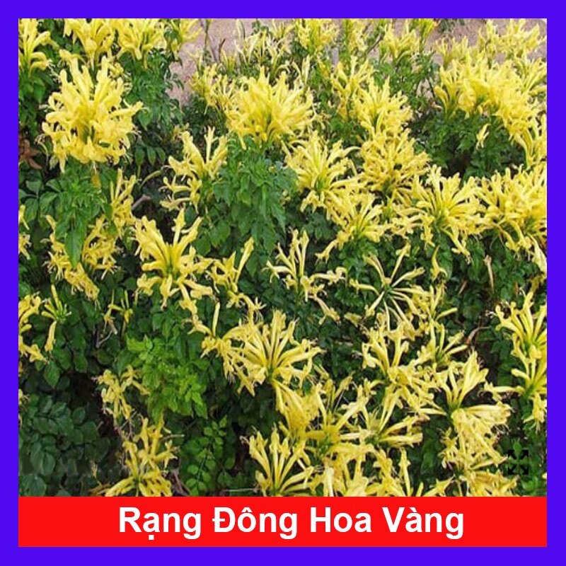 Cây Rạng Đông - cây cảnh sân vườn