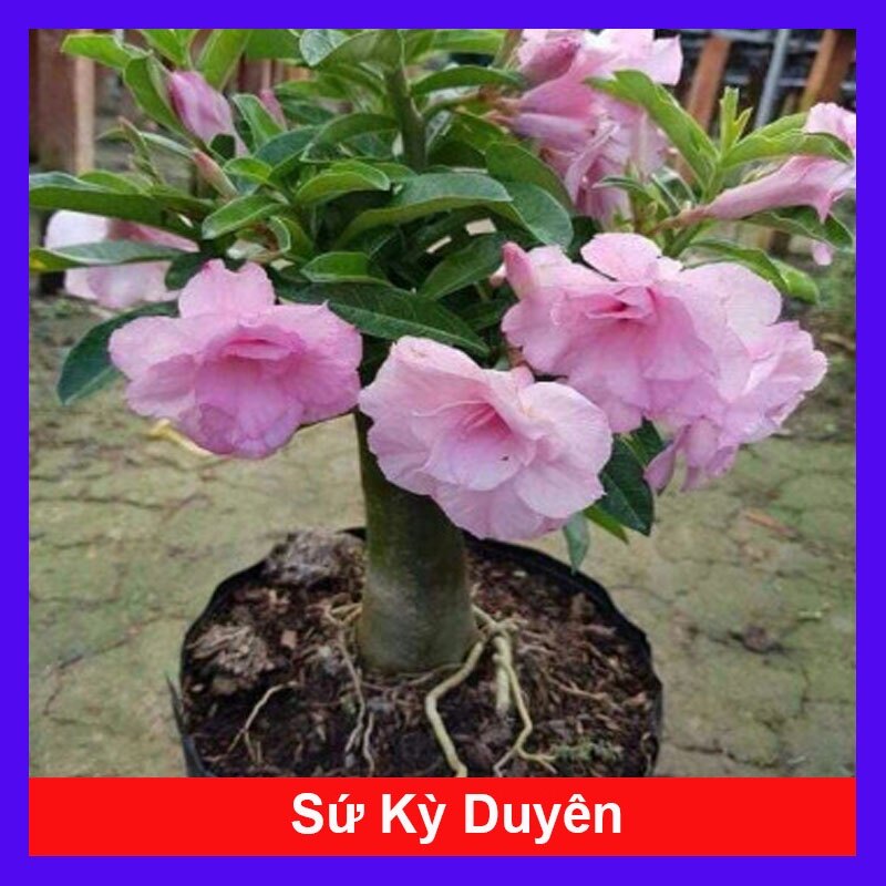 Cây hoa sứ kỳ duyên - cây cảnh để bàn