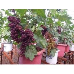 Hạt giống nho pháp lùn lucky seeds