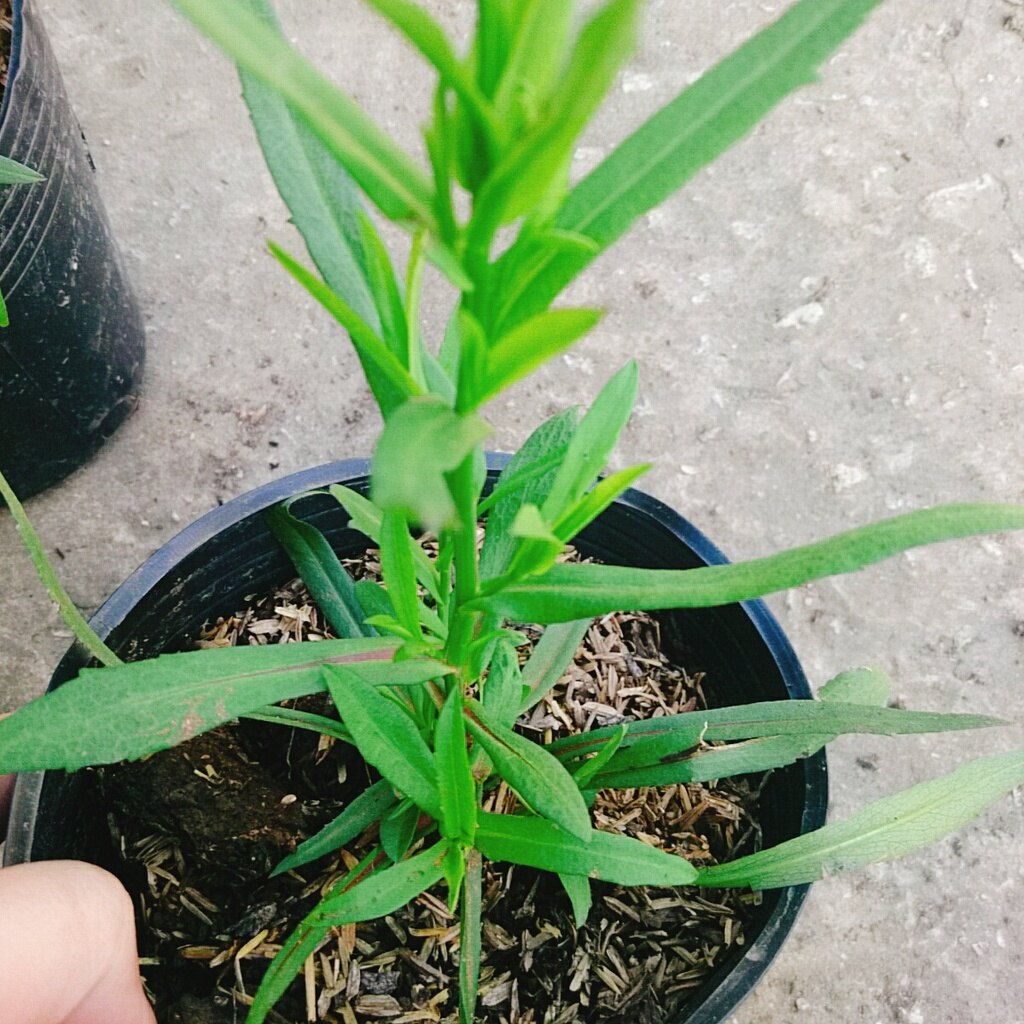 Cây Hoa Thạch Thảo (Tím) - cây cảnh để bàn