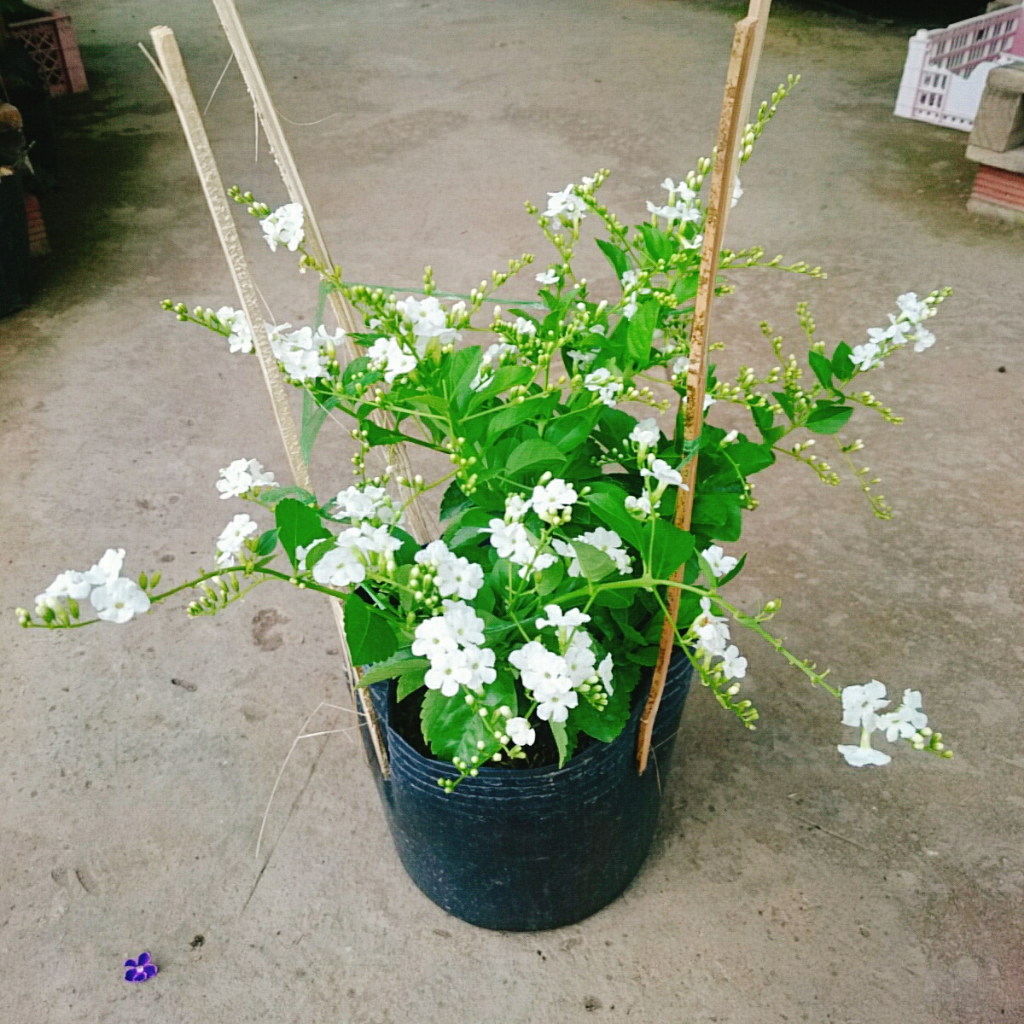 Cây Chuỗi Ngọc Trắng - chuỗi ngọc thái siêu bông