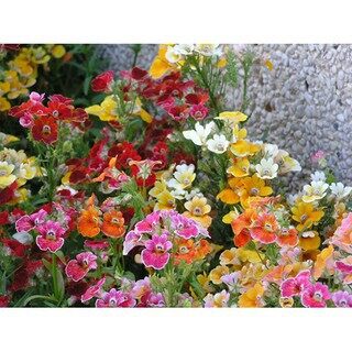 Hạt Giống Hoa Nemesia Mix 50 hạt