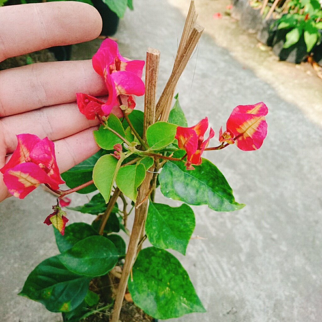 Cây hoa giấy đổi màu Ấn Độ - cây cảnh để bàn