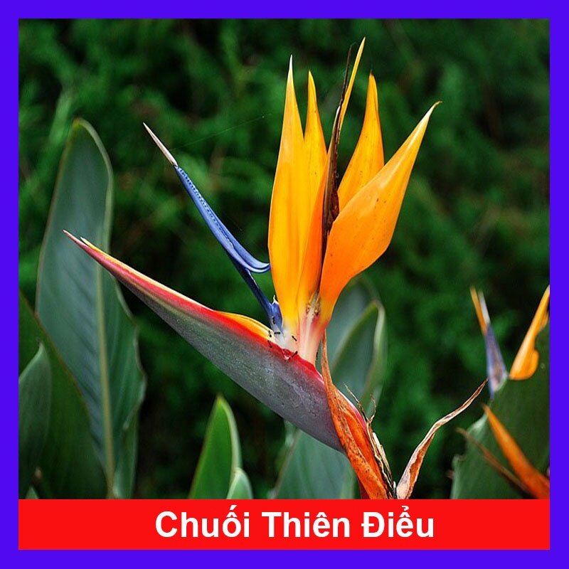 Cây chuối thiên điểu - cây chuối mỏ két cao 50-60 cm