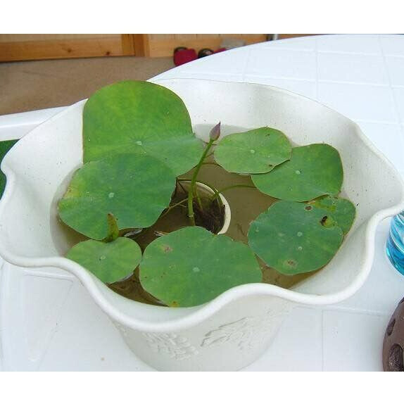 Bùn Khô Trồng Sen-Súng Mini Gói 200 Gram