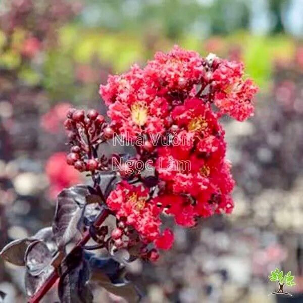 Cây tường vi huyết long giống (Ảnh thật số 2)