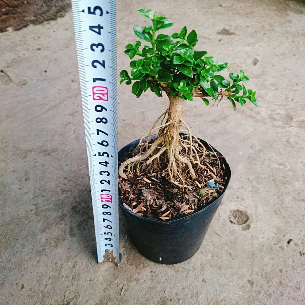 Cây Sam Hương - cây cảnh bonsai để bàn