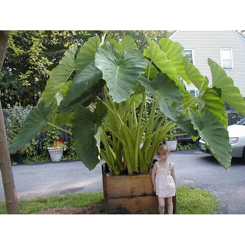 Giant Elephant Ear Plant, Fresh Colocasia Gigantea, Huge Foliage Seeds