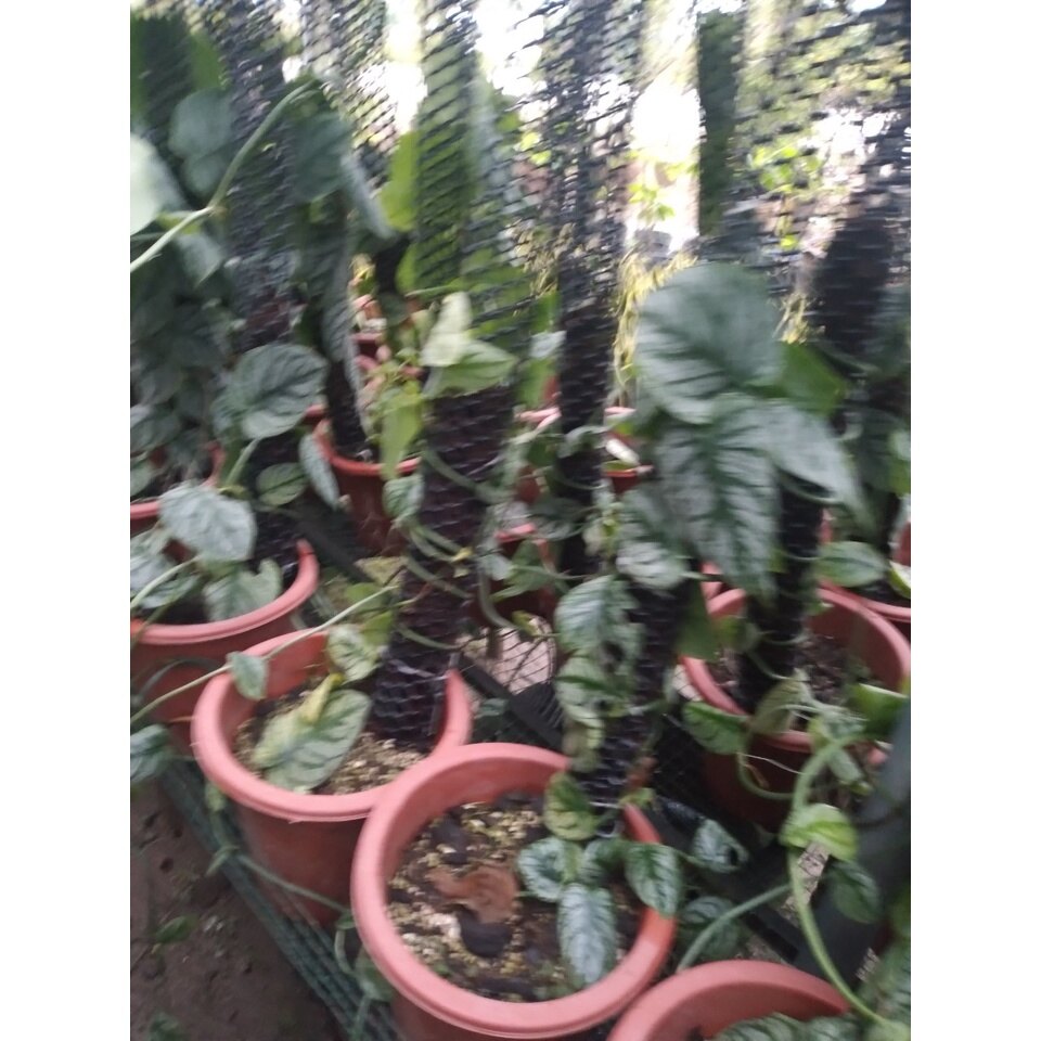 Cây tắc kè thái (giống mới) - cây leo tường