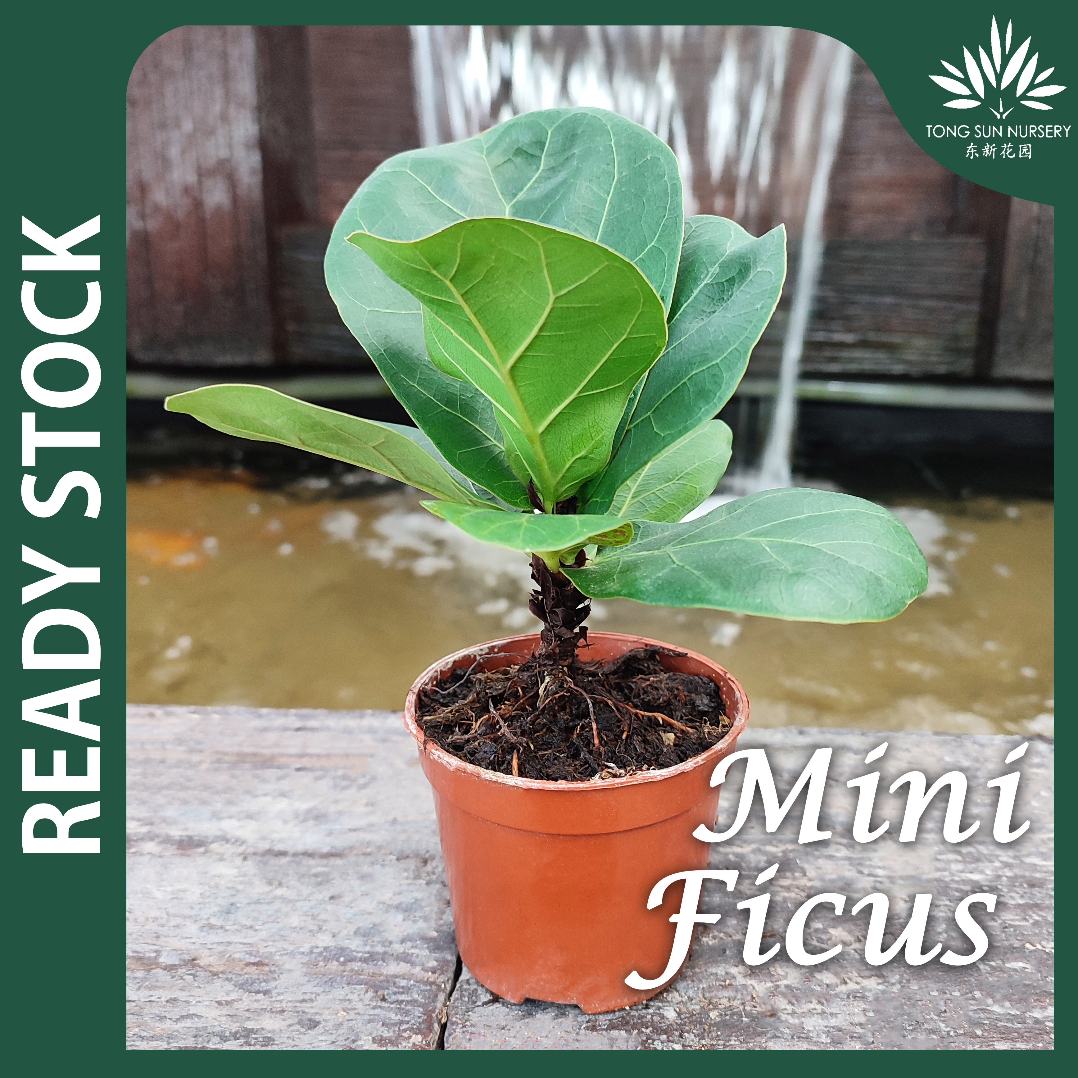 TSN Mini Ficus Lyrata Bambino Fiddle Leaf Fig 琴叶榕 Pokok Hiasan Bunga