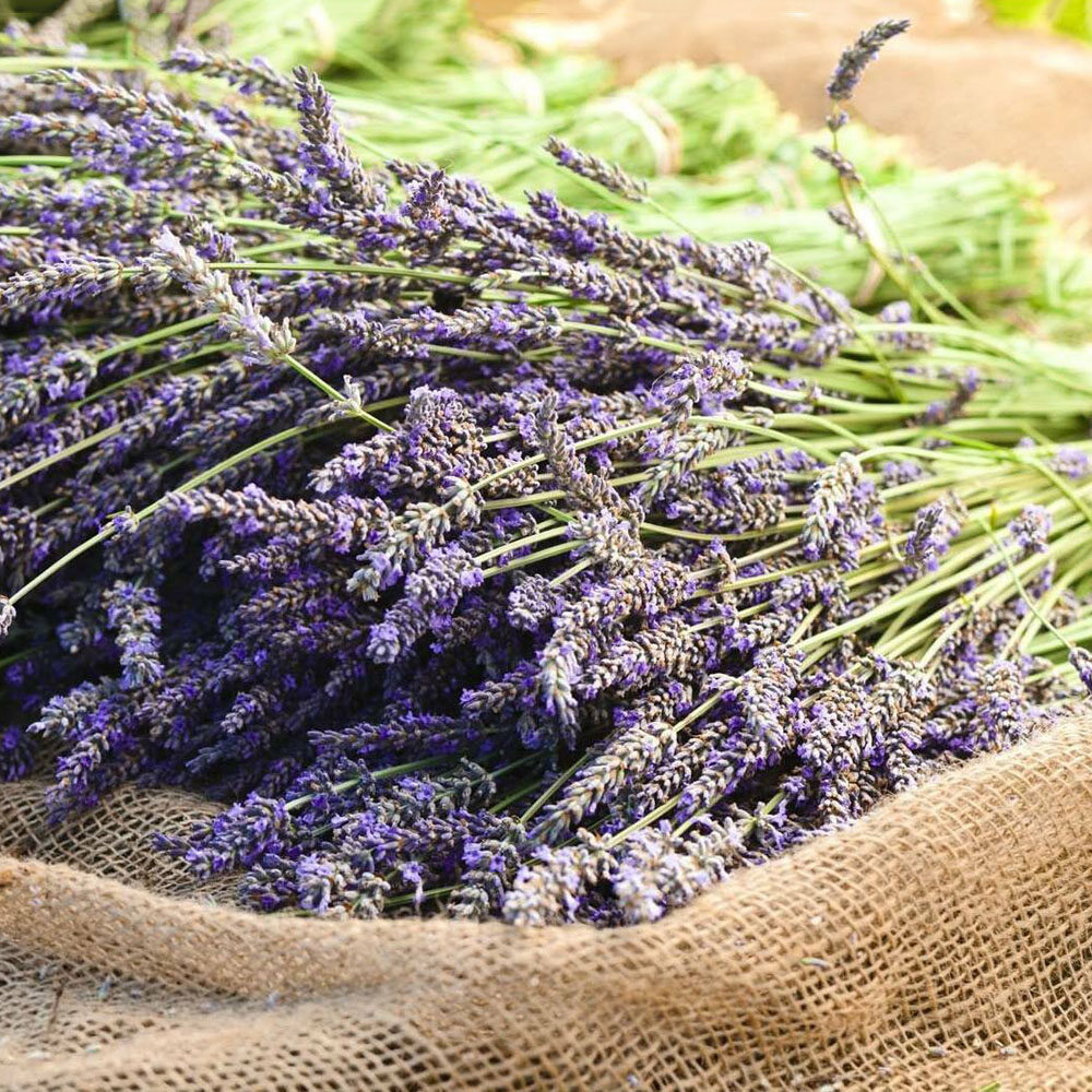 100Pcs Beautiful Natural Lavender Bouquet Dried Flowers Immortal Flower Decorative Home Garden Living Room Decor New Wedding Supplies