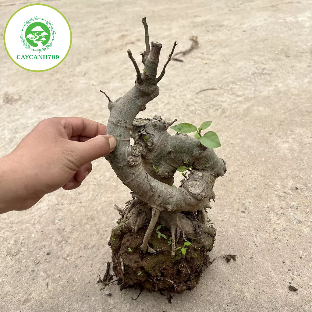 Cây sung phôi bonsai mini( ảnh thật ).