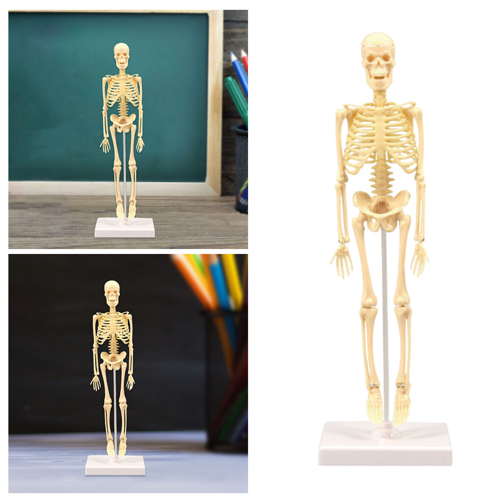 Pezhong Human Anatomical Anatomy Skeleton Model Education Display
